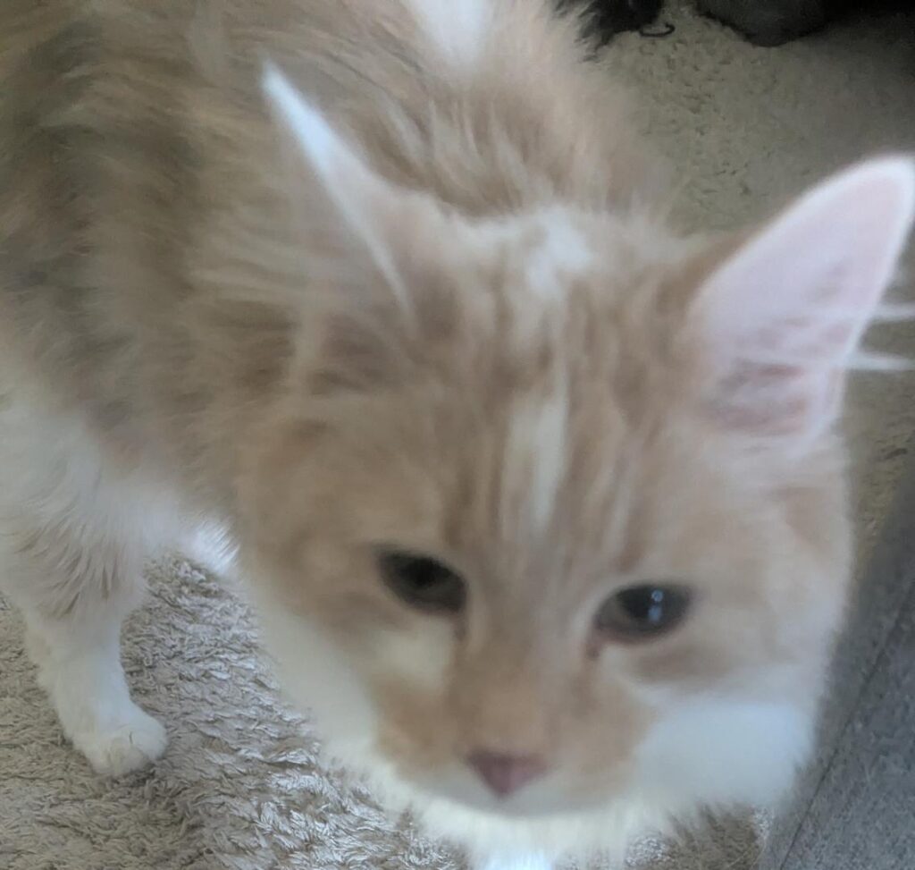 Curious furball. Unski, my mom's cat!
